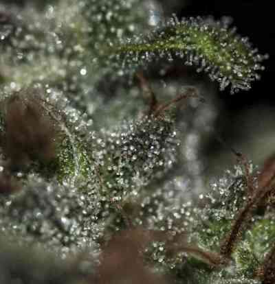 UnderDawg OG > TH Seeds | Feminized Marijuana   |  Indica